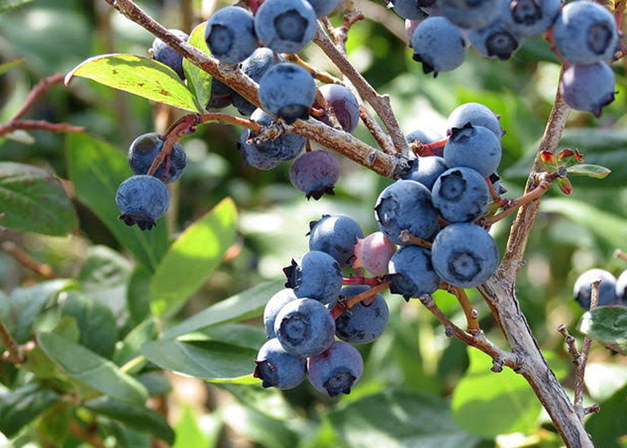 Blueberry Picking on the North Shore