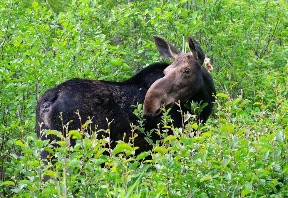 Around The Circle This Week March 8 2024 Lake Superior Magazine   ATCTW030824moosemain1240 