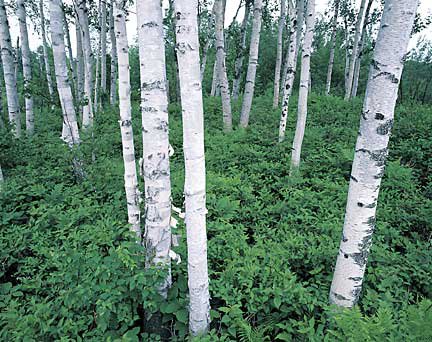 Birken Tree - Birchwater — NeighbourFood