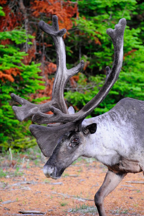 Last of the Gray Ghosts: Uncovering the Secret Lives of Our Woodland Caribou  - Lake Superior Magazine