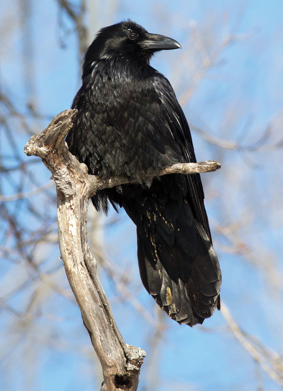 Our Cunning Corvids Ravens & Crows Give ‘Bird Brain’ a Good Name - Lake ...